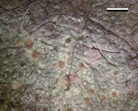 aderkomyces_thailandicus.jpg