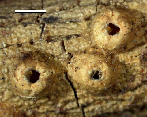 ampliotrema_cocosense.jpg
