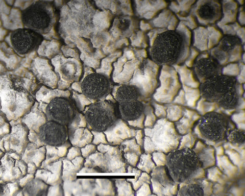 cresponea_ancistrosporelloides.jpg