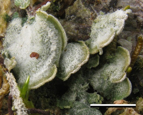 dictyonema_hirsutum.jpg