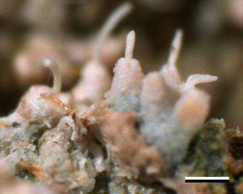 echinoplaca_pernambucensis.jpg