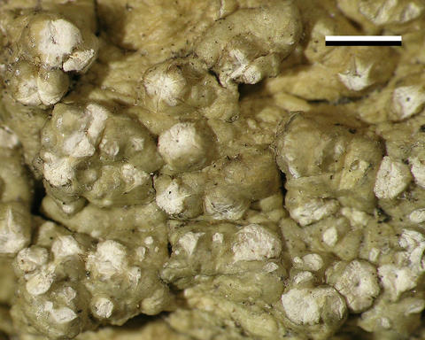 fibrillithecis_sprucei_holo_bm_1776.jpg