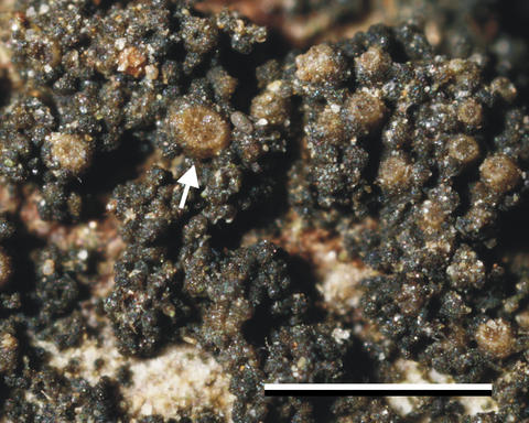 lempholemma_corticola_1.jpg
