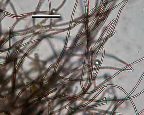 chiodecton_pustuliferum_2.jpg