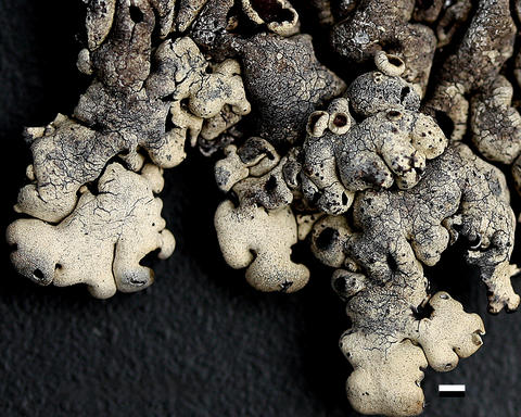 menegazzia_endocrocea.jpg